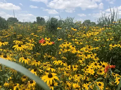 Wildflowers in prairie loop