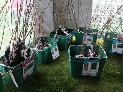Free trees at Earth Day event