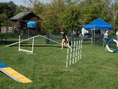 Agility course at Waggin' in the Woods event