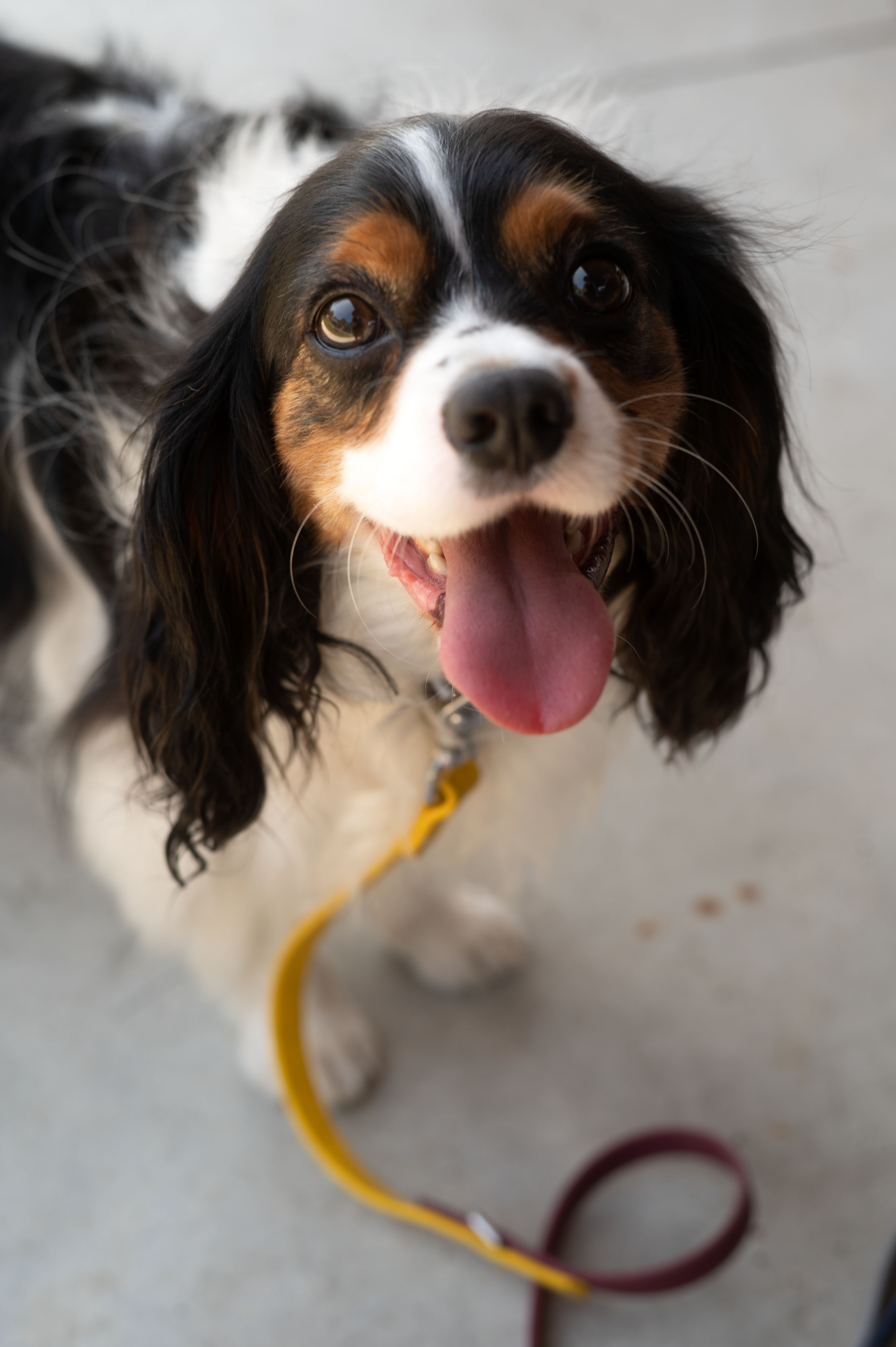 Smiling dog at Waggin' in the Woods event