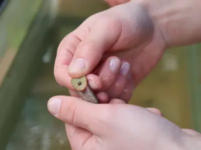 Lamprey at Earth Day event