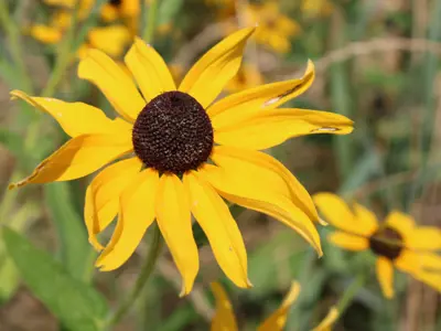Black-eyed Susan flower at Pollinator Promenade event